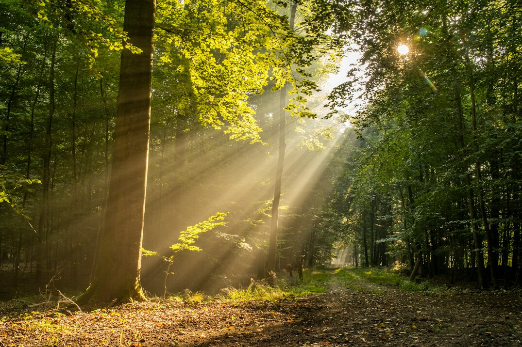 Sunlit forest path for a morning walk